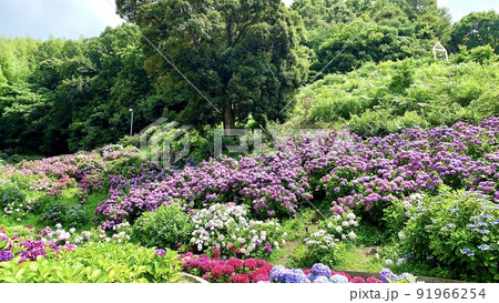 満開の紫陽花［形原温泉あじさいの里/愛知県蒲郡市］ 91966254