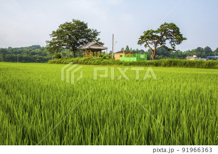 自然 風景 景色 91966363