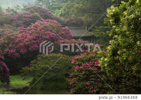 自然 風景 景色 91966368