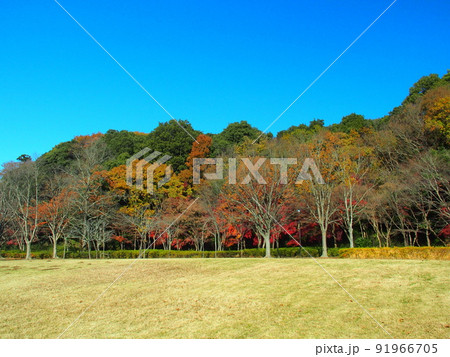 紅葉と黄葉の木のある冬の21世紀の森と広場風景 紅葉と黄葉の木のある冬の21世紀の森と広場風景 91966705