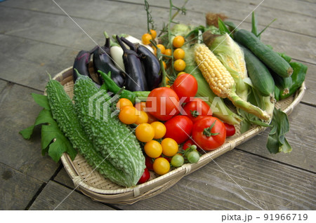 有機家庭菜園でカラフルな夏野菜の収穫が秋まで美味しい 有機家庭菜園でカラフルな夏野菜の収穫が秋まで美味しい 91966719