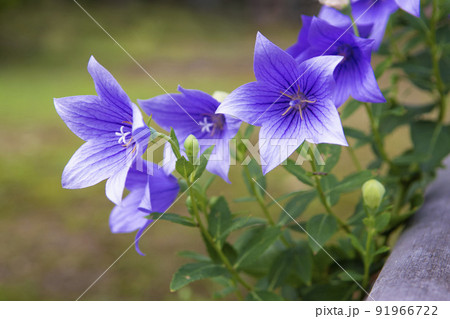 紫のキキョウは梅雨から秋まで咲く花。 紫のキキョウは梅雨から秋まで咲く花。 91966722