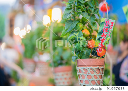 東京の夏祭り 浅草浅草寺のほおずき市と風鈴 東京の夏祭り 浅草浅草寺のほおずき市と風鈴 91967033