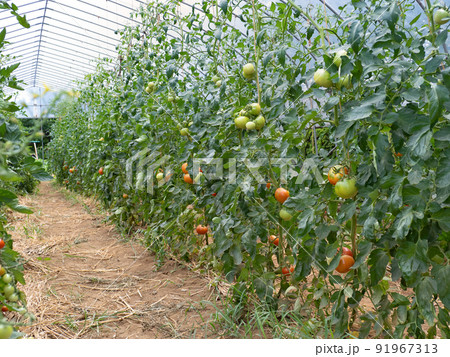 トマト畑 91967313