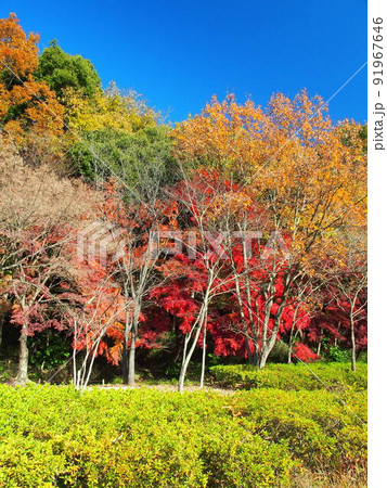 黄葉のコナラと紅葉のモミジのある公園風景 黄葉のコナラと紅葉のモミジのある公園風景 91967646