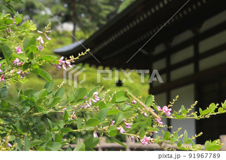 萩の花咲く青梅塩船観音 91967789