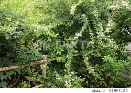 白萩咲く大悲願寺 白萩咲く大悲願寺 91968120