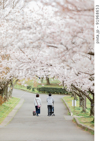 桜並木をペットを連れて散歩する夫婦 91968653