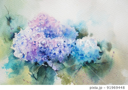 アジサイ 水彩画 のイラスト素材 [91969448] - PIXTA