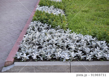 A bed of red and gray flowers in the city in summer A bed of red and gray flowers in the city in summer 91969731
