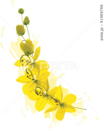 Abstract of Pudding Pine or Golden Shower on soft yellow spread background. (Scientific name Cassia fistula) 91969766
