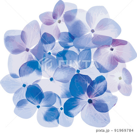 Abstract the blue Hydrengea flower. (Scientific name Hydrangea macrophylla (Thunb.) Ser) 91969784