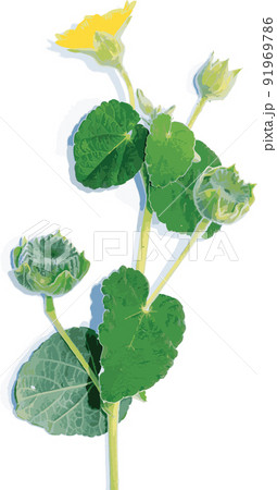 Abstract the Country mallow, Indian mallow flower with shadow. (Scientific name Abutilon indicum (L.) Sweet) 91969786