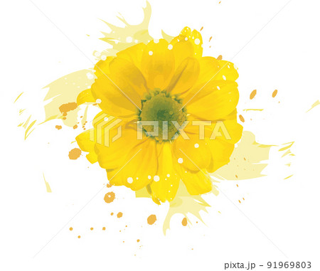 Abstract of yellow Chrysanthemum flower with color spread background. 91969803