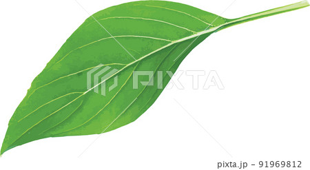 Abstract of Sweet Basil leaves on white background. (Scientific name Ocimum basilicum Linn) 91969812