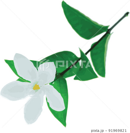 Abstract of Coral swirl flower on white background (Scientific name Wrightia antidysenterica) 91969821