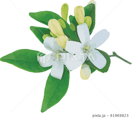Abstract White Orange Jasmine or China Box flower with leaf on white background. (Scientific name Murraya paniculata) 91969823