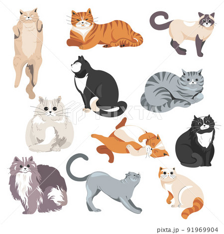 Cats breeds, furry feline animals kittens vector 91969904
