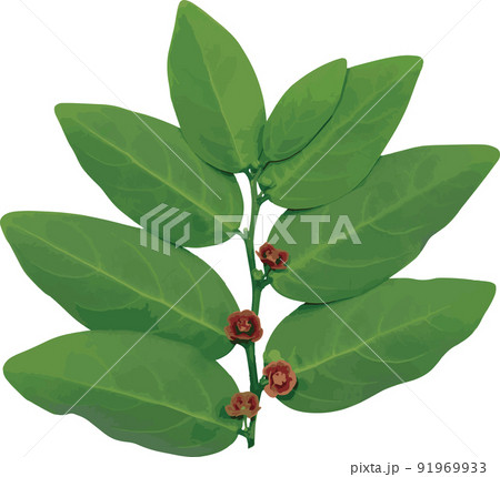 Abstract of flower and leaves of Star gooseberry on white background. (Scientific name Sauropus androgynus) Abstract of flower and leaves of Star gooseberry on white background. (Scientific name Sauropus androgynus) 91969933
