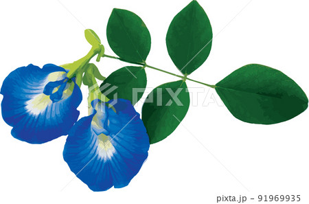 Abstract of Blue Pea flower or Butterfly Pea flower on white background. (Scientific name Clitoria ternatea) Abstract of Blue Pea flower or Butterfly Pea flower on white background. (Scientific name Clitoria ternatea) 91969935