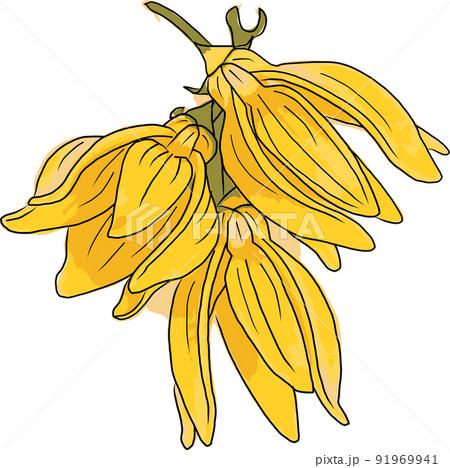 Abstract image of climbing ylang-ylang flower. (Scientific name Artabotrys hexapetalus) 91969941