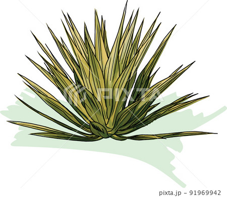 Abstract image of Agave plant on soft green color 91969942