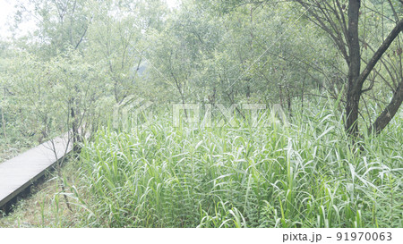 小網代の森 小網代の森 91970063