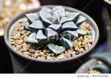 Haworthia ,Haworthia tsukikage or cactus or succulent Haworthia ,Haworthia tsukikage or cactus or succulent 91970268