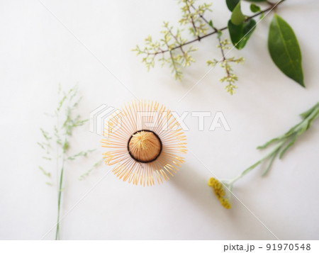 白背景 茶道具 植物 白背景 茶道具 植物 91970548