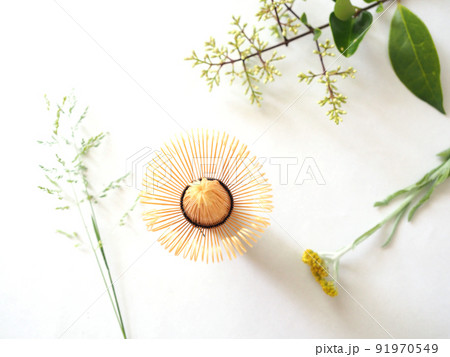 白背景 茶道具 植物 白背景 茶道具 植物 91970549