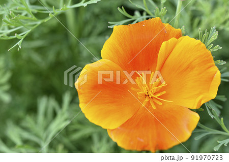 Orange and red flowers of Eschscholzia close-up from the genus Papaveraceae 91970723