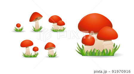 Edible mushroom boletus. Collection of Porcini mushrooms or borovik. 91970916