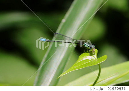 ホソミイトトンボ 91970931