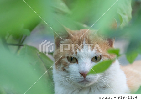 見つめる猫 見つめる猫 91971134