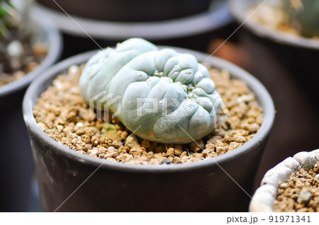 Lophophora fricii or Peyote cactus or Lophophora williamsii , Peyote Lophophora williamsii or cactus or succulent 91971341