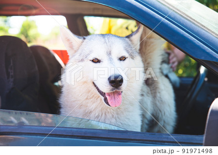 A white Siberian husky sitting in a car, looking out the open window, smiling with his tongue out. Transportation of dogs. Road trip with pets. The dog is hot in the car. Friendship, always together. A white Siberian husky sitting in a car, looking out the open window, smiling with his tongue out. Transportation of dogs. Road trip with pets. The dog is hot in the car. Friendship, always together. 91971498