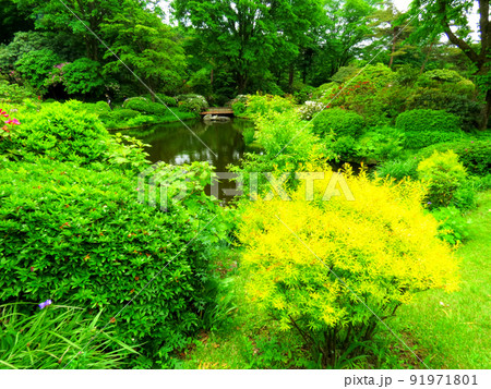 赤城自然園の植物 91971801