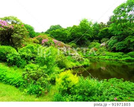 赤城自然園の植物 赤城自然園の植物 91971803