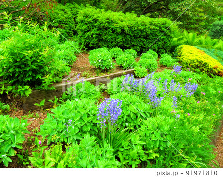 赤城自然園の植物 赤城自然園の植物 91971810