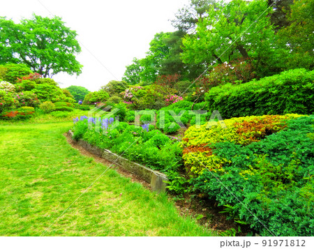 赤城自然園の植物 赤城自然園の植物 91971812