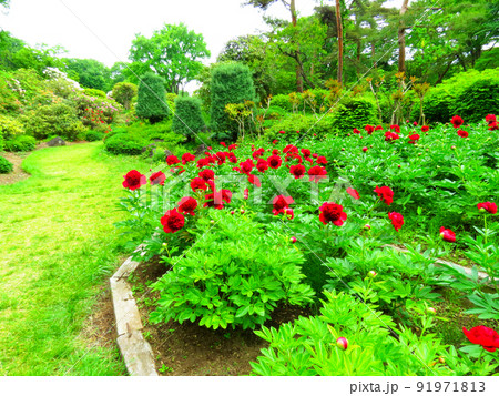 赤城自然園の植物 赤城自然園の植物 91971813