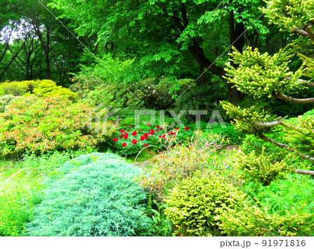 赤城自然園の植物 赤城自然園の植物 91971816