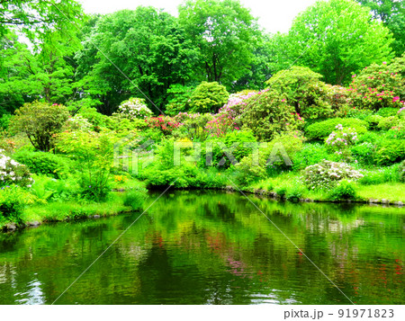 赤城自然園の植物 赤城自然園の植物 91971823