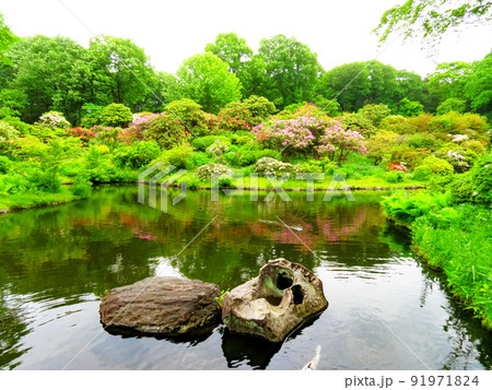 赤城自然園の植物 赤城自然園の植物 91971824