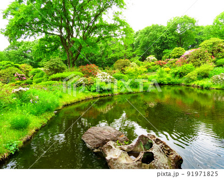 赤城自然園の植物 赤城自然園の植物 91971825