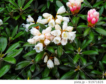 赤城自然園の植物 赤城自然園の植物 91971826