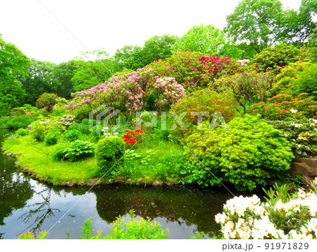 赤城自然園の植物 赤城自然園の植物 91971829
