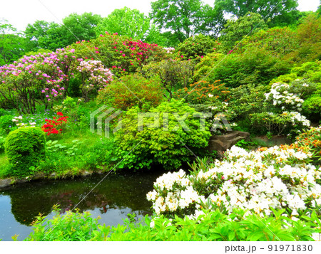 赤城自然園の植物 赤城自然園の植物 91971830