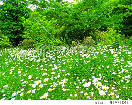 赤城自然園の植物 91971841