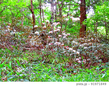 赤城自然園の植物 赤城自然園の植物 91971849